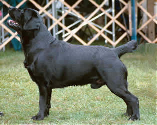 Clark